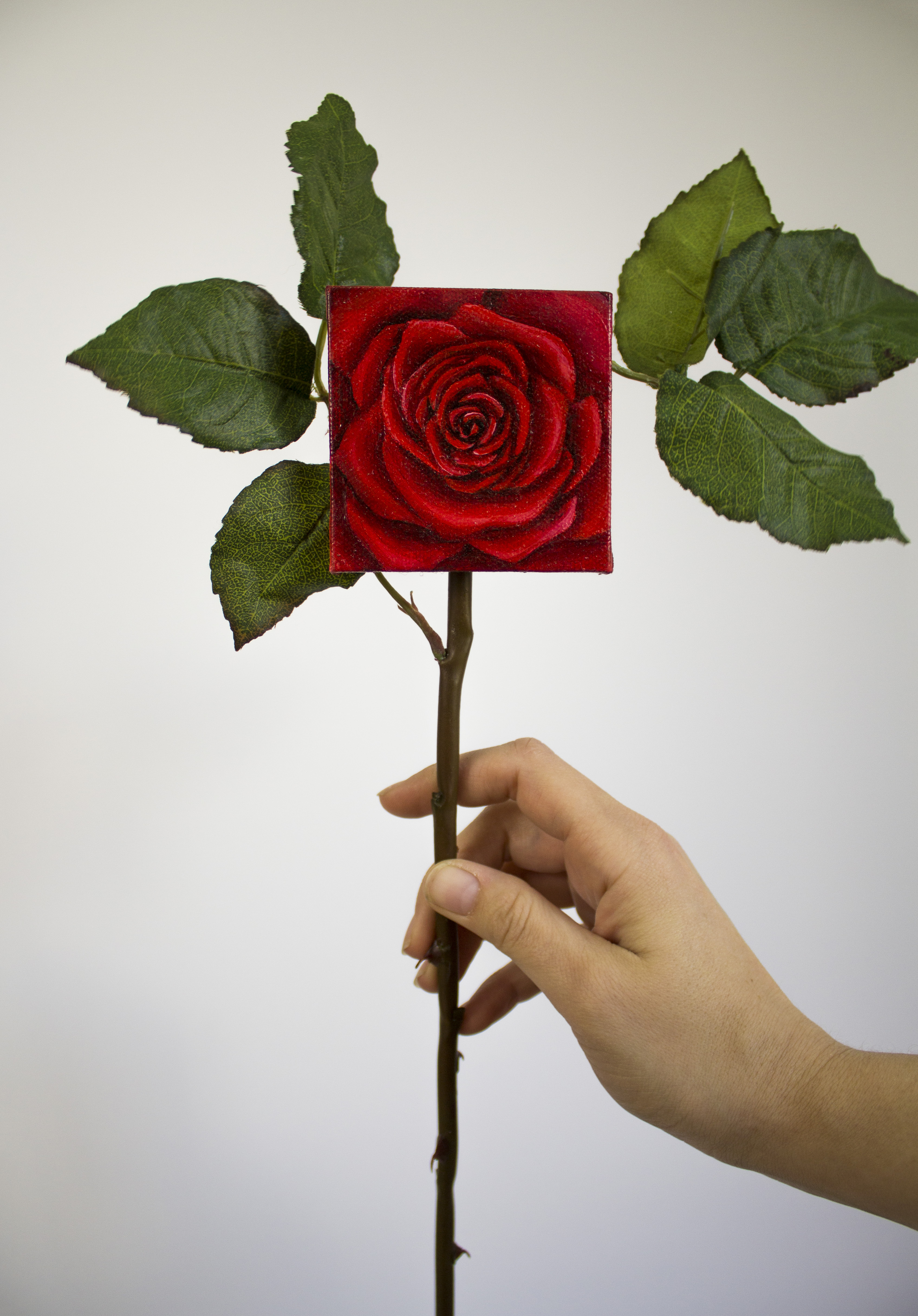 Forever Rose (Red) : $40 - $55